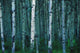Forest Of Poplar Tree Trunks Wall Mural