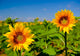 Sunflowers Wall Mural