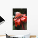 Close-Up Of A Bright Red Torch Ginger Flower Wall Mural