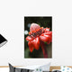 Close-Up Of A Bright Red Torch Ginger Flower Wall Mural