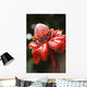 Close-Up Of A Bright Red Torch Ginger Flower Wall Mural