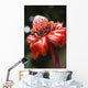 Close-Up Of A Bright Red Torch Ginger Flower Wall Mural