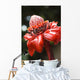 Close-Up Of A Bright Red Torch Ginger Flower Wall Mural