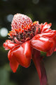Close-Up Of A Bright Red Torch Ginger Flower Wall Mural