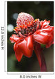 Close-Up Of A Bright Red Torch Ginger Flower Wall Mural