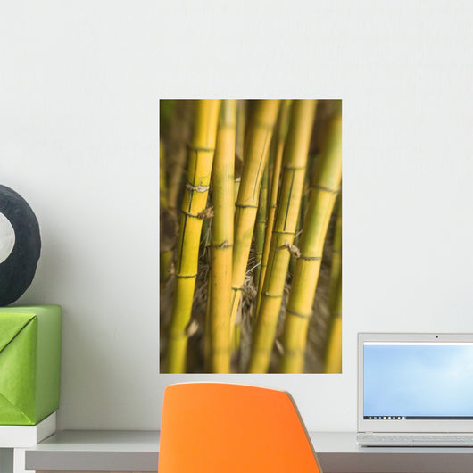 Closeup Bamboo Stalks Wall Mural Wallmonkeys
