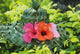 Green Lauhala Hat With Red And Pink Hibiscus Flowers Wall Mural