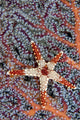 Necklace Seastar on gorgonian coral Wall Mural