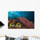 Malaysia, Alcyonarian Coral and pair of Spot-Tailed Butterflyfish Wall Mural