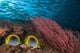 Malaysia, Alcyonarian Coral and pair of Spot-Tailed Butterflyfish Wall Mural