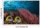 Malaysia, Alcyonarian Coral and pair of Spot-Tailed Butterflyfish Wall Mural