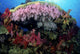 Fiji, Alcyonarian coral Wall Mural