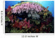 Fiji, Alcyonarian coral Wall Mural