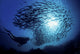 Ecuador, Diver and schooling Black Striped Salema Wall Mural