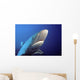 Fiji, Gray Reef Shark Wall Mural