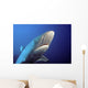 Fiji, Gray Reef Shark Wall Mural