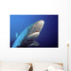 Fiji, Gray Reef Shark Wall Mural