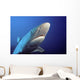 Fiji, Gray Reef Shark Wall Mural