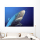 Fiji, Gray Reef Shark Wall Mural