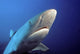 Fiji, Gray Reef Shark Wall Mural