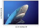 Fiji, Gray Reef Shark Wall Mural