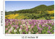 Meadow Of Colorful Flowers Wall Mural