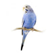 Parrot Blue and White Wall Decal