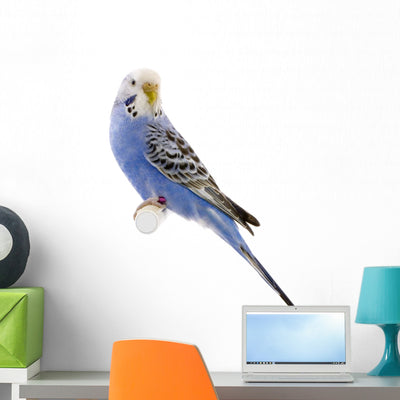 Parrot Blue and White Wall Decal shown on a wall