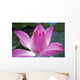 Close-Up Of Pink Lotus Waterlily Bud Wall Mural