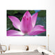 Close-Up Of Pink Lotus Waterlily Bud Wall Mural