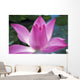 Close-Up Of Pink Lotus Waterlily Bud Wall Mural