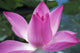 Close-Up Of Pink Lotus Waterlily Bud Wall Mural