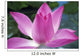 Close-Up Of Pink Lotus Waterlily Bud Wall Mural