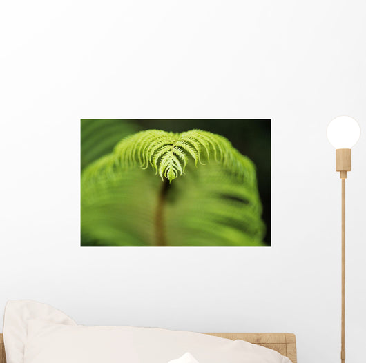 Hawaii, Big Island, Closeup Of Hapu'u Fern Tip Wall Mural