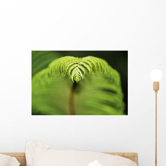 Hawaii, Big Island, Closeup Of Hapu'u Fern Tip Wall Mural