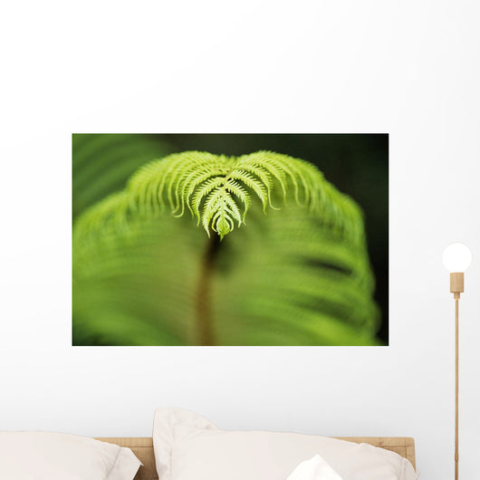 Hawaii, Big Island, Closeup Of Hapu'u Fern Tip Wall Mural