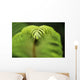 Hawaii, Big Island, Closeup Of Hapu'u Fern Tip Wall Mural