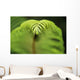 Hawaii, Big Island, Closeup Of Hapu'u Fern Tip Wall Mural