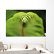 Hawaii, Big Island, Closeup Of Hapu'u Fern Tip Wall Mural