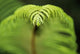 Hawaii, Big Island, Closeup Of Hapu'u Fern Tip Wall Mural