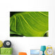Extreme Close-Up Of Calla Lily Leaf Wall Mural
