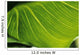 Extreme Close-Up Of Calla Lily Leaf Wall Mural