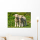 Two Cute Lambs Wall Mural