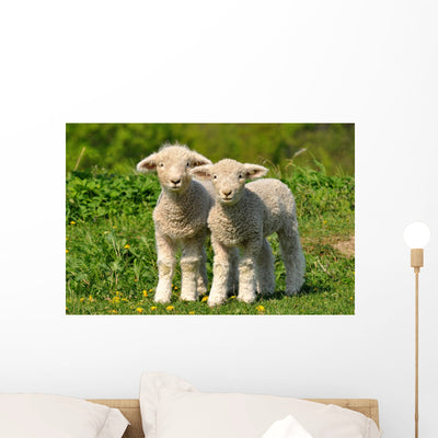 Two Cute Lambs Wall Mural shown on a wall