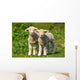 Two Cute Lambs Wall Mural