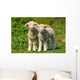 Two Cute Lambs Wall Mural