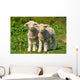 Two Cute Lambs Wall Mural