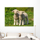 Two Cute Lambs Wall Mural