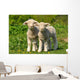 Two Cute Lambs Wall Mural
