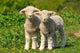 Two Cute Lambs Wall Mural